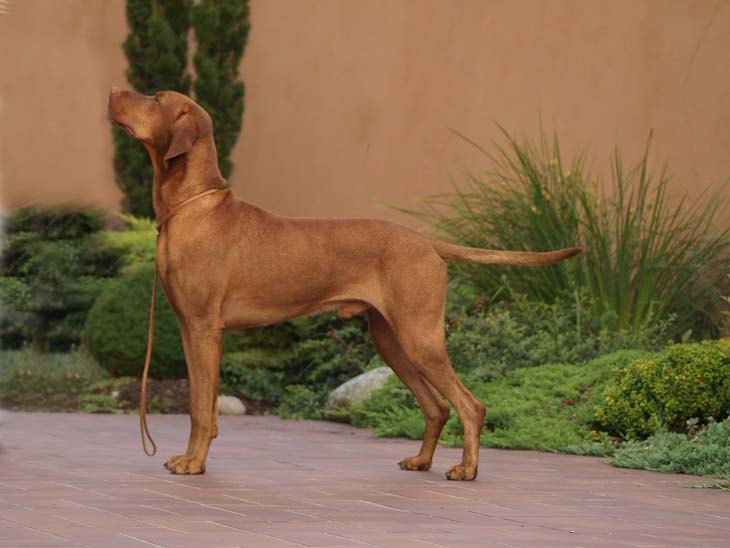 vizsla11
